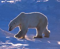 Animals-Around-the-World-6-s.jpg