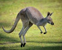 Animals-Around-the-World-7-s.jpg