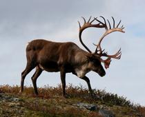 Animals-Around-the-World-9-s.jpg