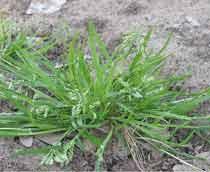 Annual-Meadow-Grass-B.jpg