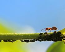 Ant-B.jpg