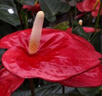 Anthurium-B.jpg