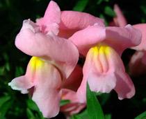 Antirrhinum-B.jpg