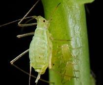 Aphids-B.jpg