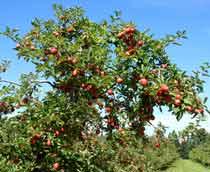 Apple-Tree-B.jpg