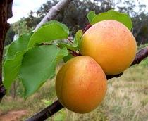 Apricots-B.jpg