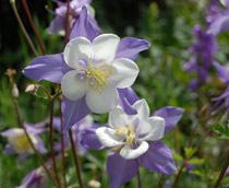 Aquilegia-B.jpg