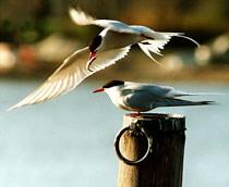 Arctic-Tern-B.jpg