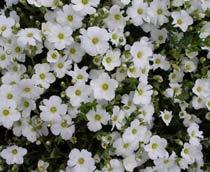 Arenaria-Montana-B.jpg
