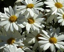 Argyranthemum-B.jpg