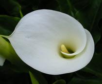 Arum-Lily-B.jpg