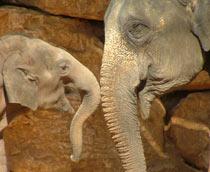 Asian-elephant-B.jpg