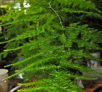 Asparagus-B.jpg