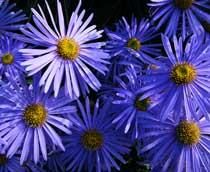Aster-B.jpg
