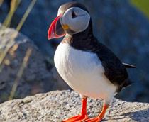 Atlantic-Puffin-B.jpg