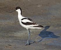 Avocet-B.jpg