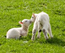 Babies-1-s.jpg