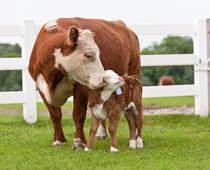 Babies-2-s.jpg