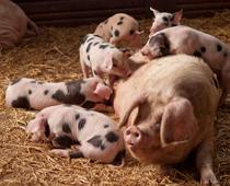 Babies-3-s.jpg