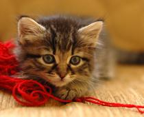 Babies-4-s.jpg