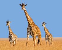 Babies-7-s.jpg