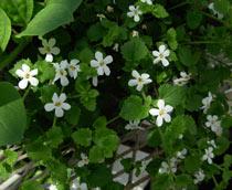 Bacopa-B.jpg