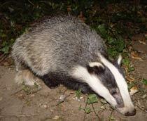 Badger-B.jpg