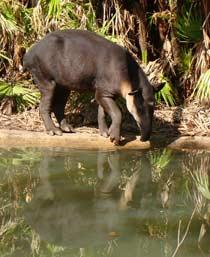 Bairds-Tapir-B.jpg