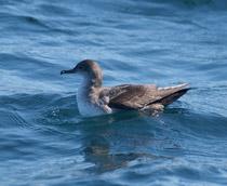 Balearic-Shearwater-B.jpg