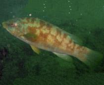 Ballan-wrasse-B.jpg