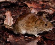 Bank-Vole-B.jpg