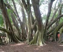 Banyan-B.jpg