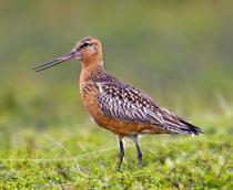 Bar-tailed-Godwit-B.jpg