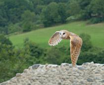 Barn-Owl-B.jpg
