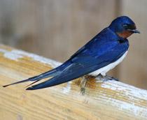 Barn-Swallow-B.jpg
