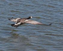 Barnacle-Goose-B.jpg