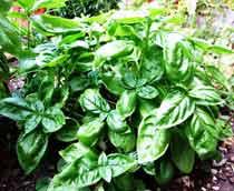 Basil-B.jpg