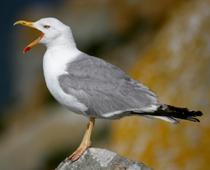 Beach-Seagull-B.jpg