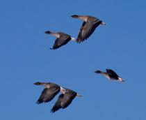 Bean-Goose-B.jpg