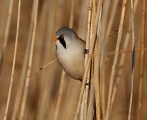 Bearded-Tit-B.jpg