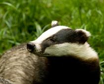 Beast-Badger-B.jpg
