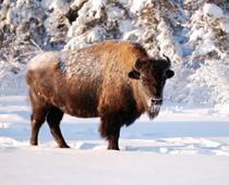 Beast-Bison-B.jpg