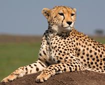 Beast-Cheetah-B.jpg