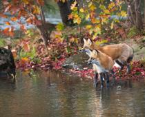 Beast-Fox-B.jpg