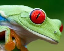 Beast-Frog-B.jpg