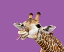 Beast-Giraffe-B.jpg
