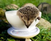 Beast-Hedgehog-B.jpg
