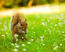 Beast-Squirrel-B.jpg