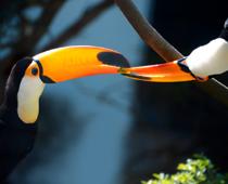 Beast-Toucan-B.jpg