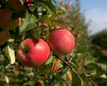 Beat-Apple-B.jpg